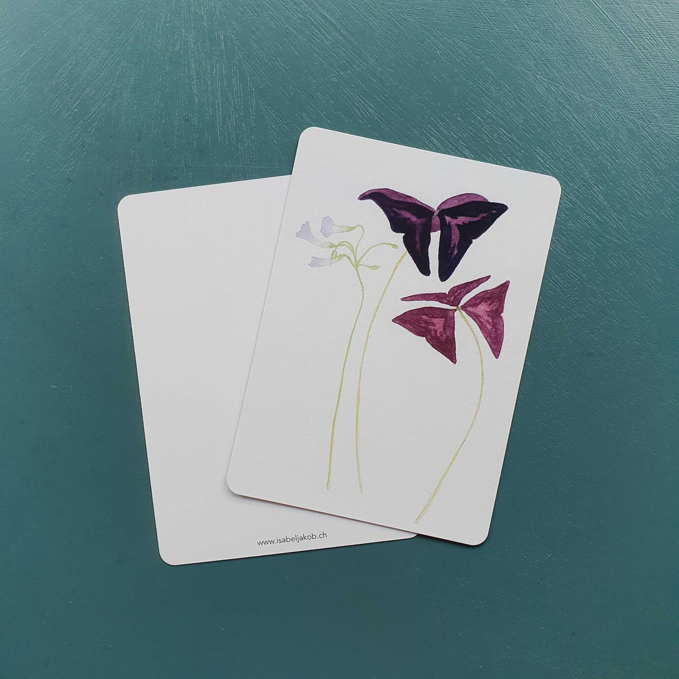 Postkarte A6 "Oxalis triangularis" , Fr. 3.--